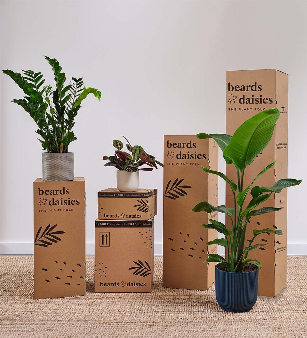 Dracaena Marginata & Pot